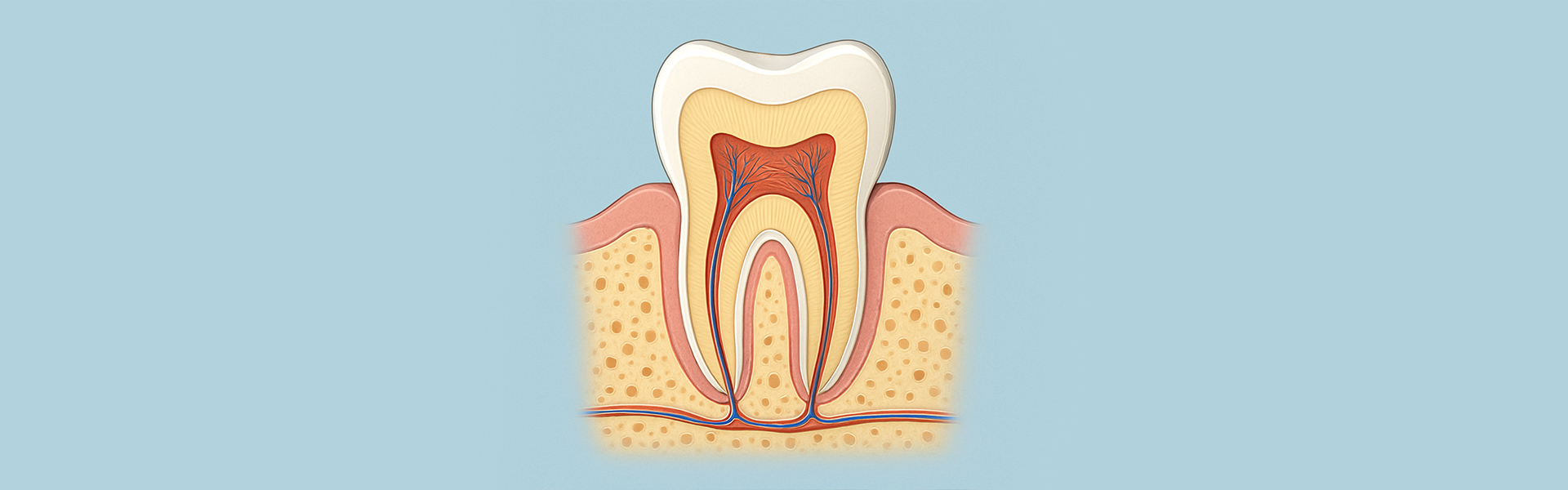The Anatomy Of A Tooth